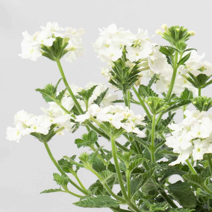 Aztec Verbena