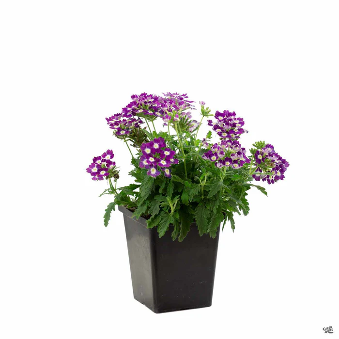 Aztec Verbena