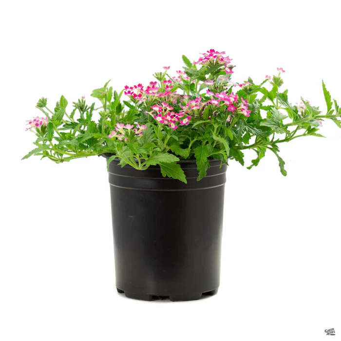 Aztec Verbena