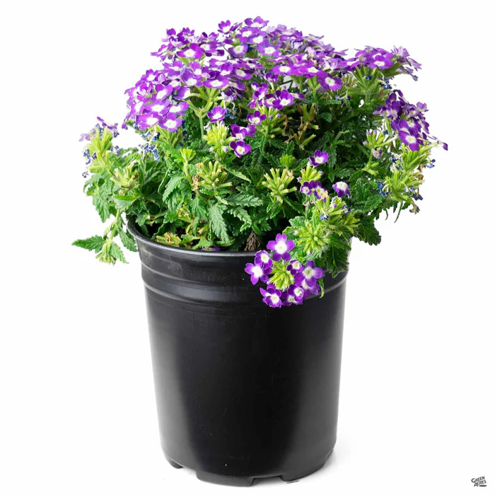 Aztec Verbena