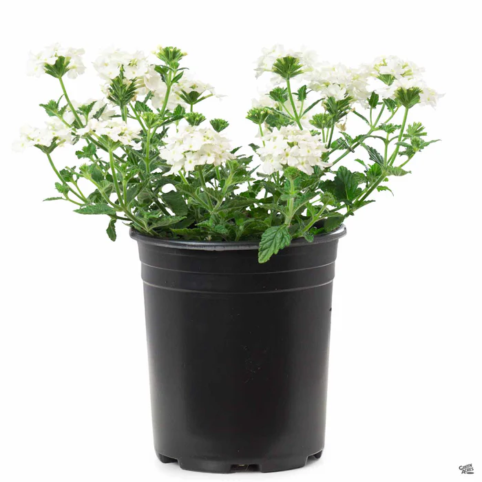 Aztec Verbena