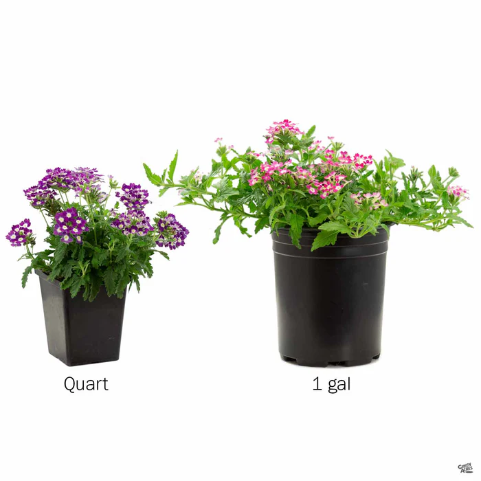 Aztec Verbena