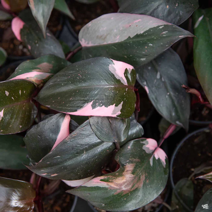 4241-philodendron-pink-princess-1.webp Philodendron 'Pink Princess'