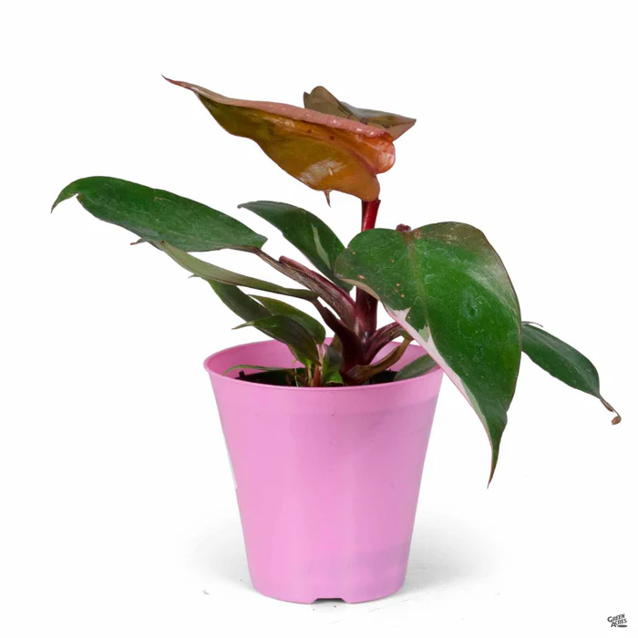 4241-philodendron-pink-princess-2.webp Philodendron 'Pink Princess'
