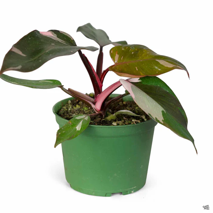 4241-philodendron-pink-princess-3.webp Philodendron 'Pink Princess'
