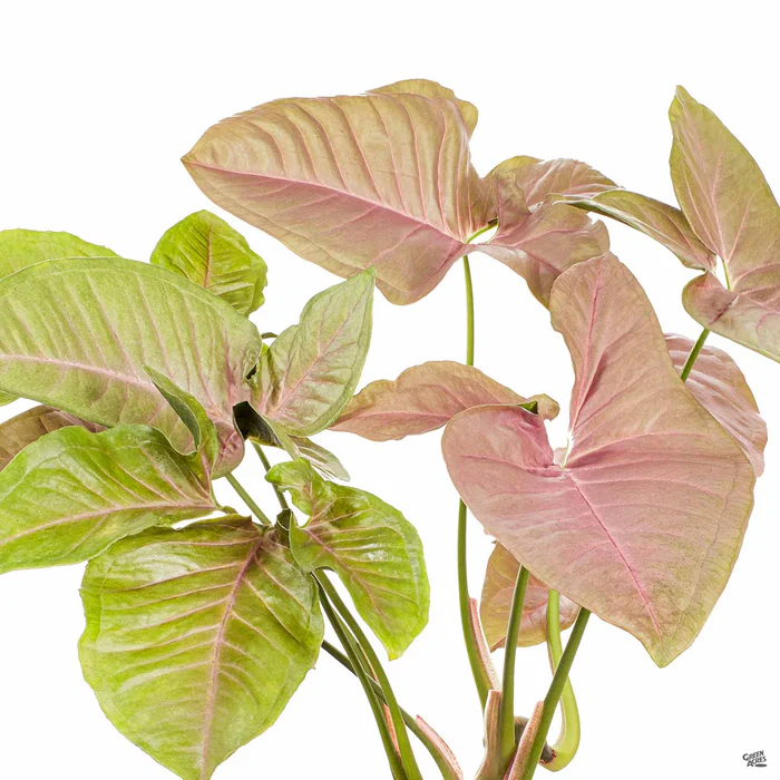 Syngonium 'Strawberry'