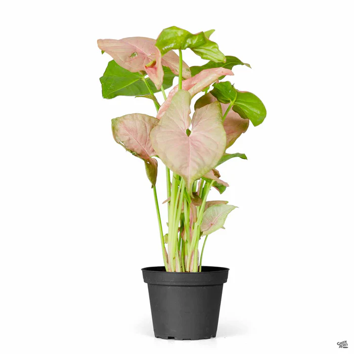 Syngonium 'Strawberry'