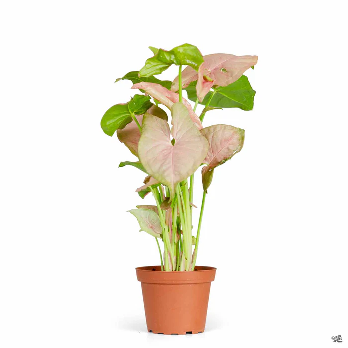 Syngonium 'Strawberry'