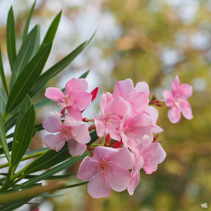 4245-oleander-petite-pink-1.webp Oleander 'Petite Pink'