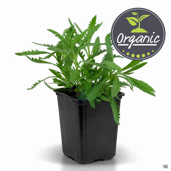 Sweet Lavender, Organic