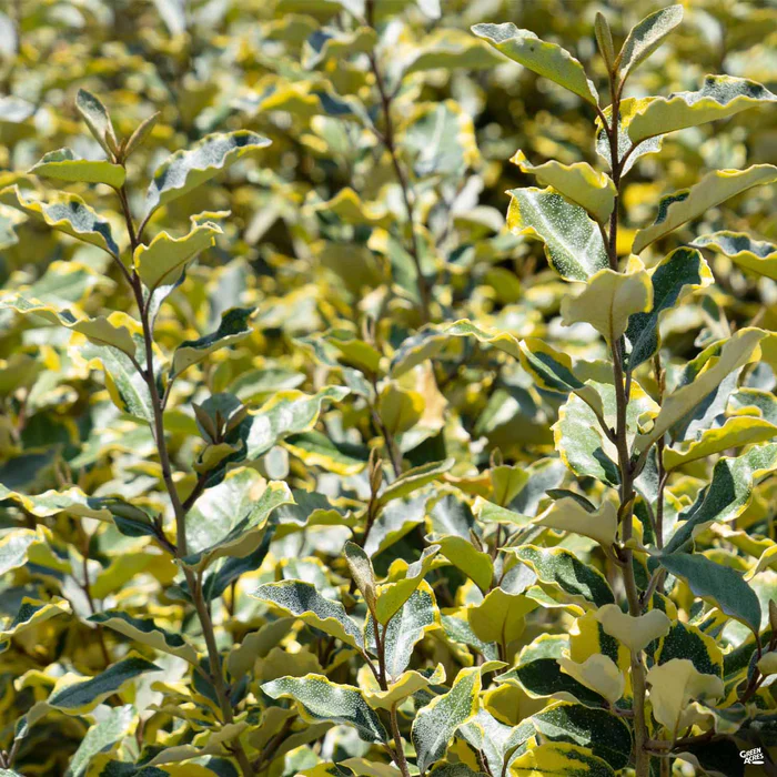 Silverberry 'Olive Martini'