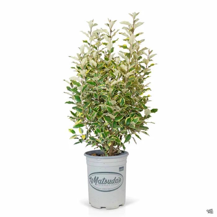 Silverberry 'Olive Martini'