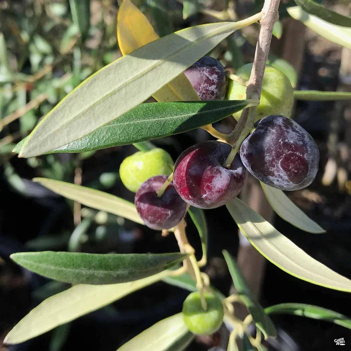 4263-olive-arbequina-1.webp Olive 'Arbequina'
