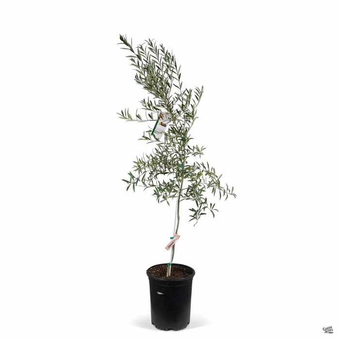 4263-olive-arbequina-2.webp Olive 'Arbequina'