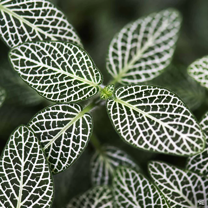 Nerve Plant