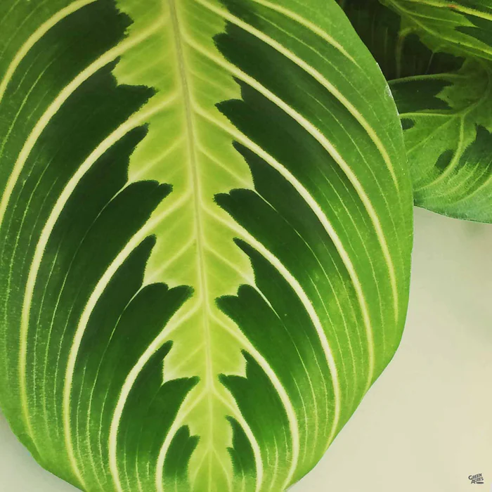 Maranta 'Lemon Lime'