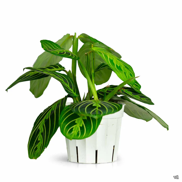 Maranta 'Lemon Lime'