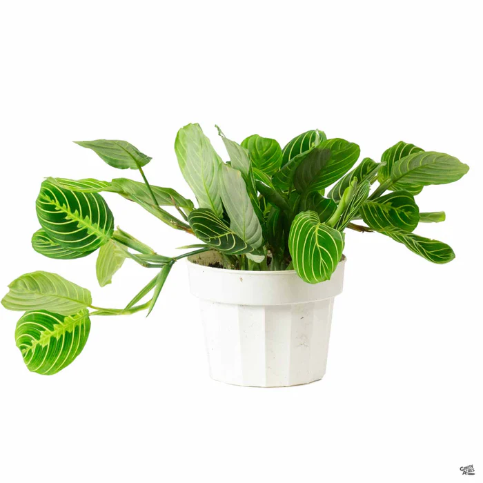 Maranta 'Lemon Lime'