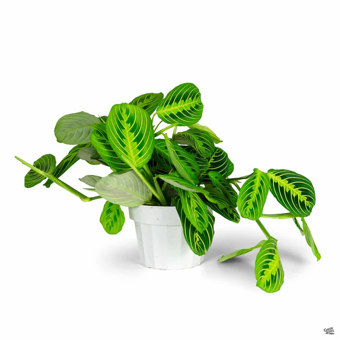 Maranta 'Lemon Lime'