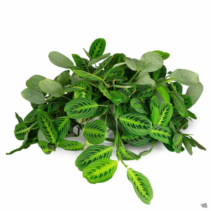 Maranta 'Lemon Lime'