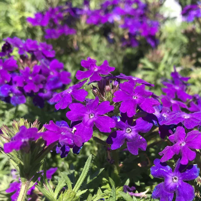 427-tapien-verbena-1.webp Tapien Verbena