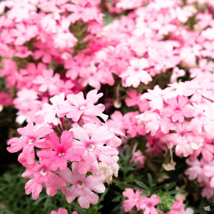427-tapien-verbena-2.webp Tapien Verbena