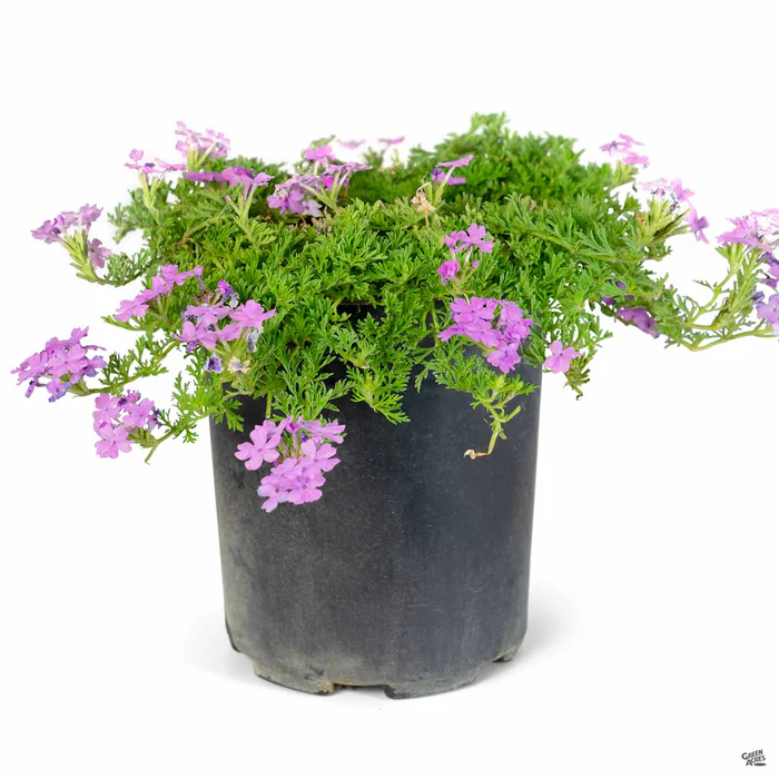 427-tapien-verbena-3.webp Tapien Verbena