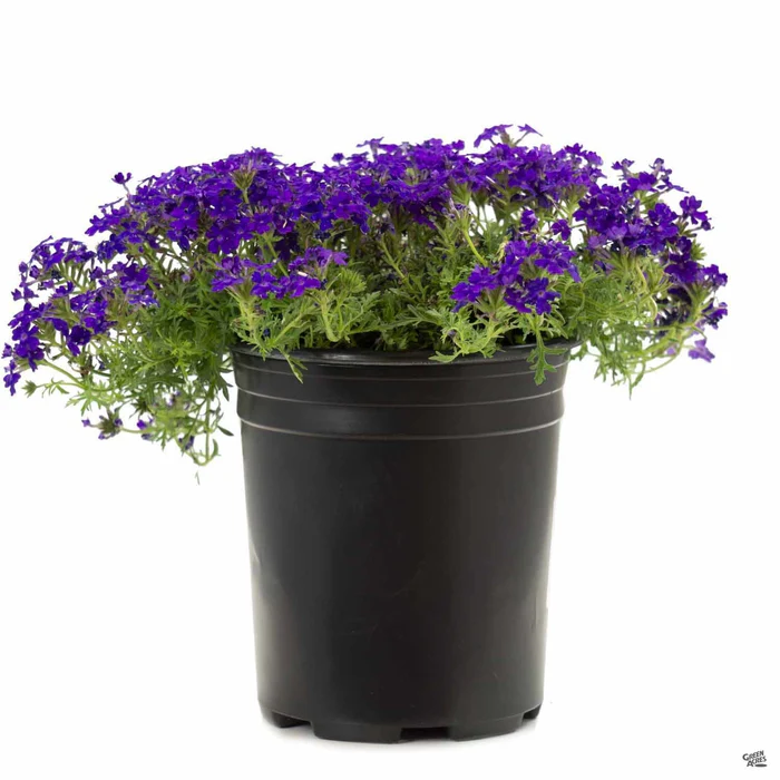 427-tapien-verbena-4.webp Tapien Verbena
