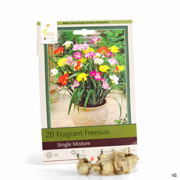 4271-freesia-single-mix-1.webp Freesia 'Single Mix'