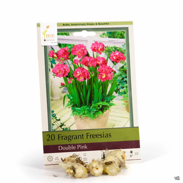 4272-freesia-double-pink-1.webp Freesia 'Double Pink'