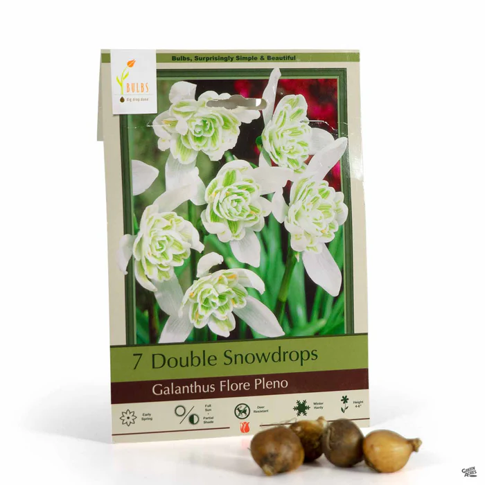 4273-double-snowdrops-bulb-1.webp Double Snowdrops Bulb