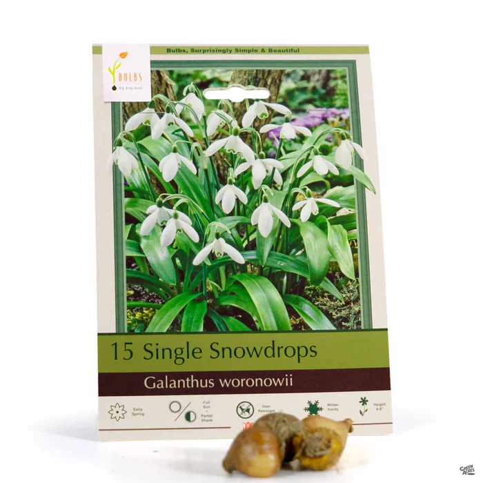 Single Snowdrops Bulb