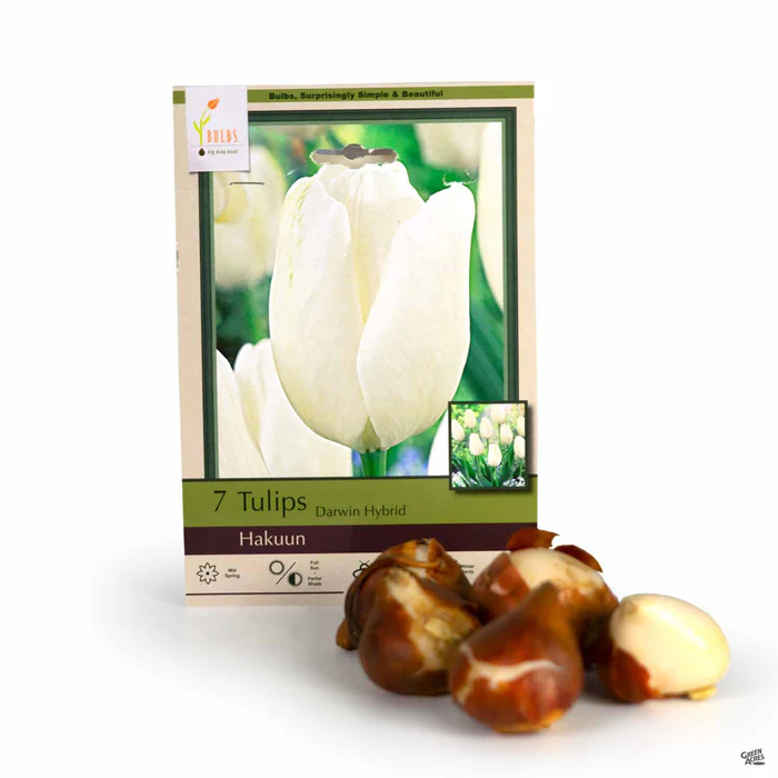 4275-tulip-hakuun-1.webp Tulip 'Hakuun'