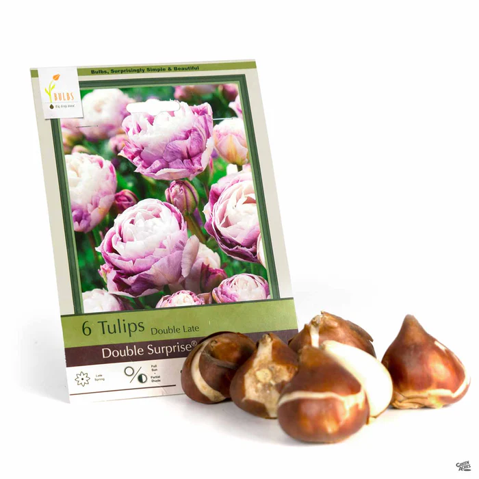 Tulip Double Late Double Surprise