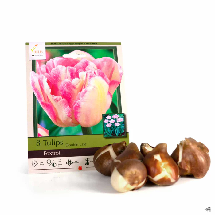 Tulip Double Late 'Foxtrot'