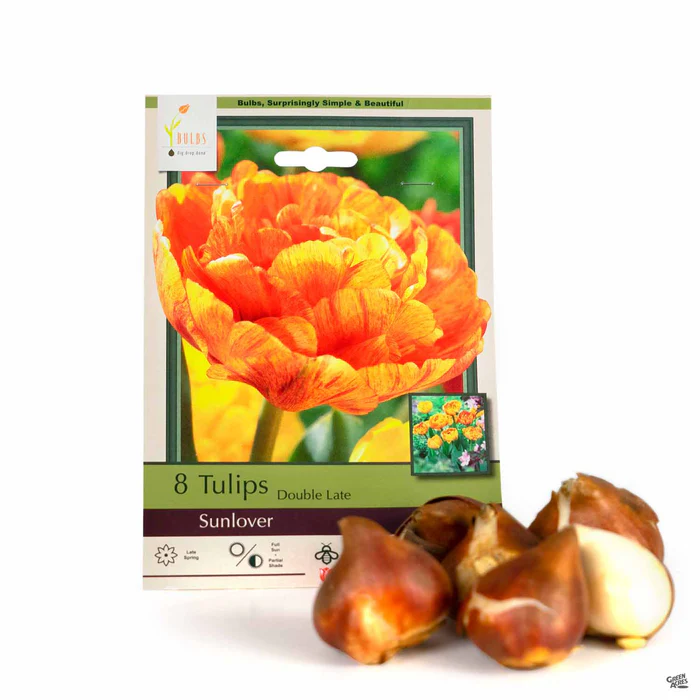 Tulip Double Late 'Sunlover'