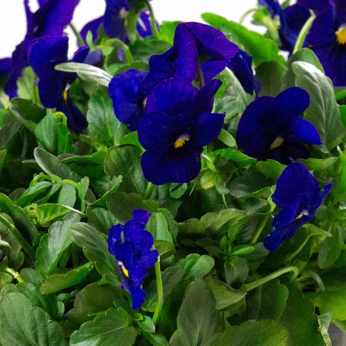 Viola