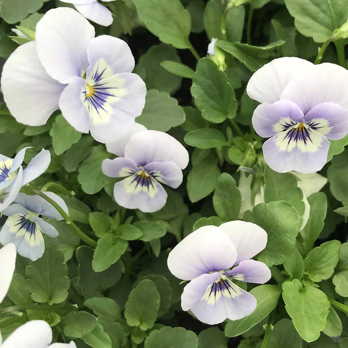 Viola