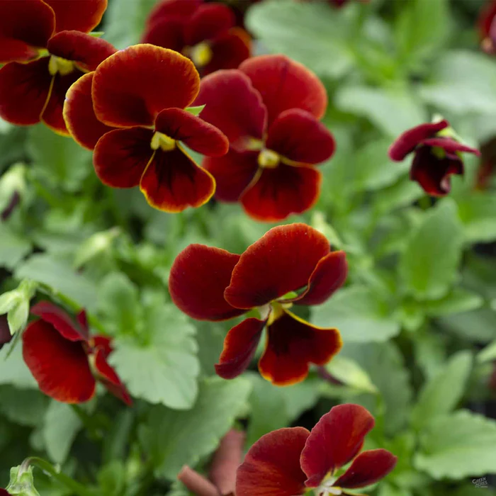 Viola