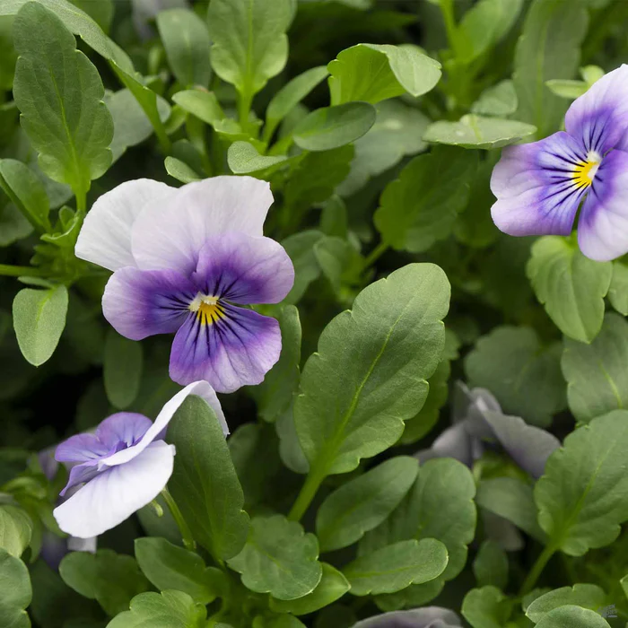 Viola