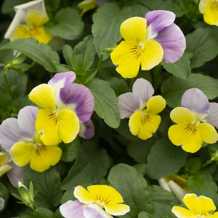 Viola