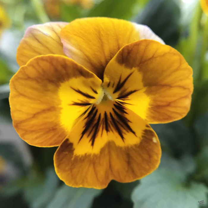 Viola