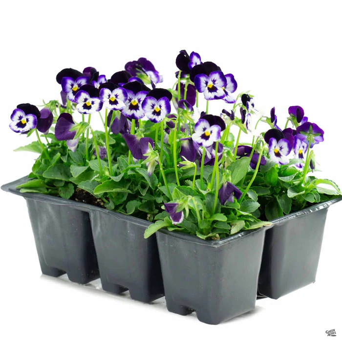 Viola
