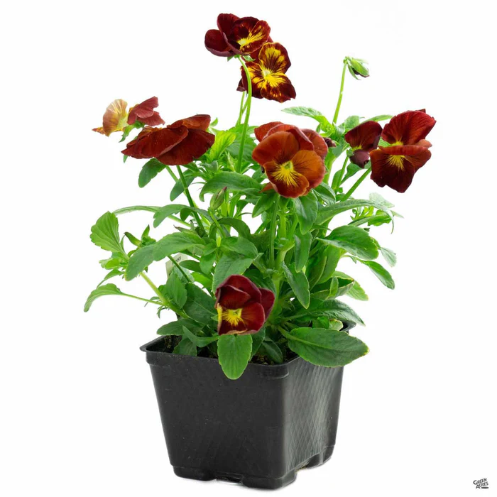 Viola