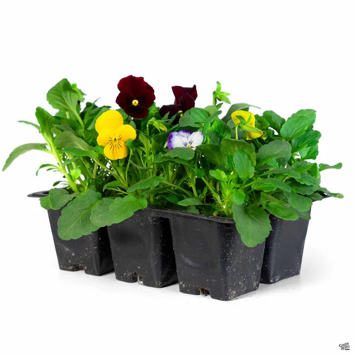 Viola