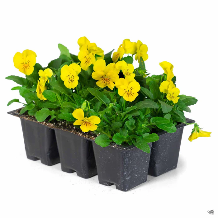 Viola