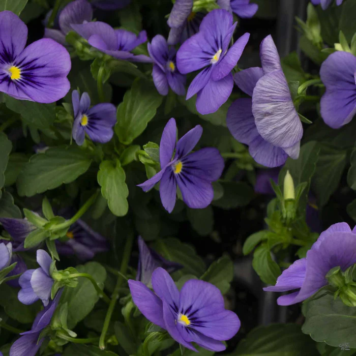 Viola
