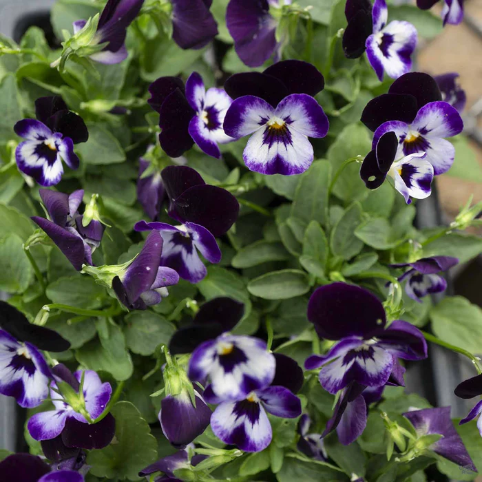 Viola