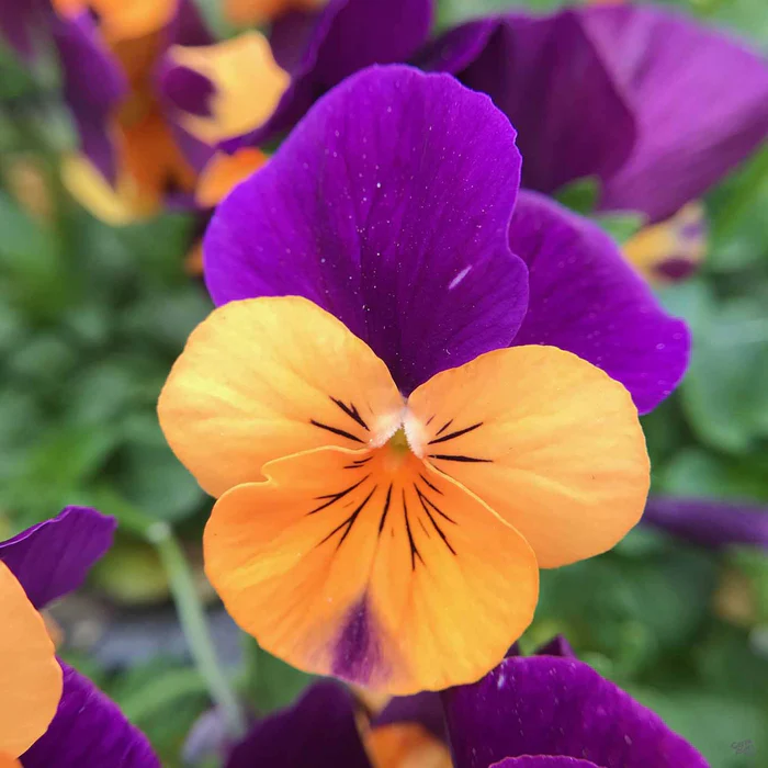 Viola