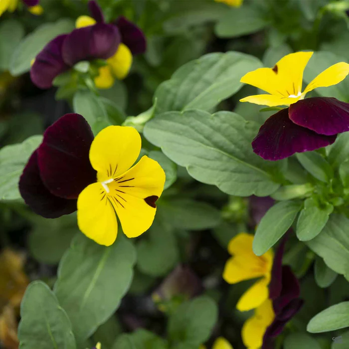 Viola